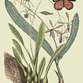 Monarch Butterfly