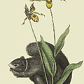Black Squirrel