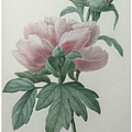 Chinese Peony