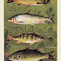 Freshwater Fish