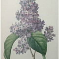 Lilacs