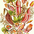 Pitcher Plants
