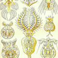 Rotatoria, rotifera worms